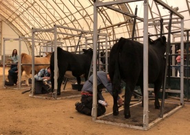 The Calgary Stampede, Olds Regional Exhibition, 4-H Alberta and Provincial Junior Beef Breed Associations are committed to providing a collaborative venue to showcase youth in agriculture by combining traditional elements with innovative approaches for personal achievement and development.